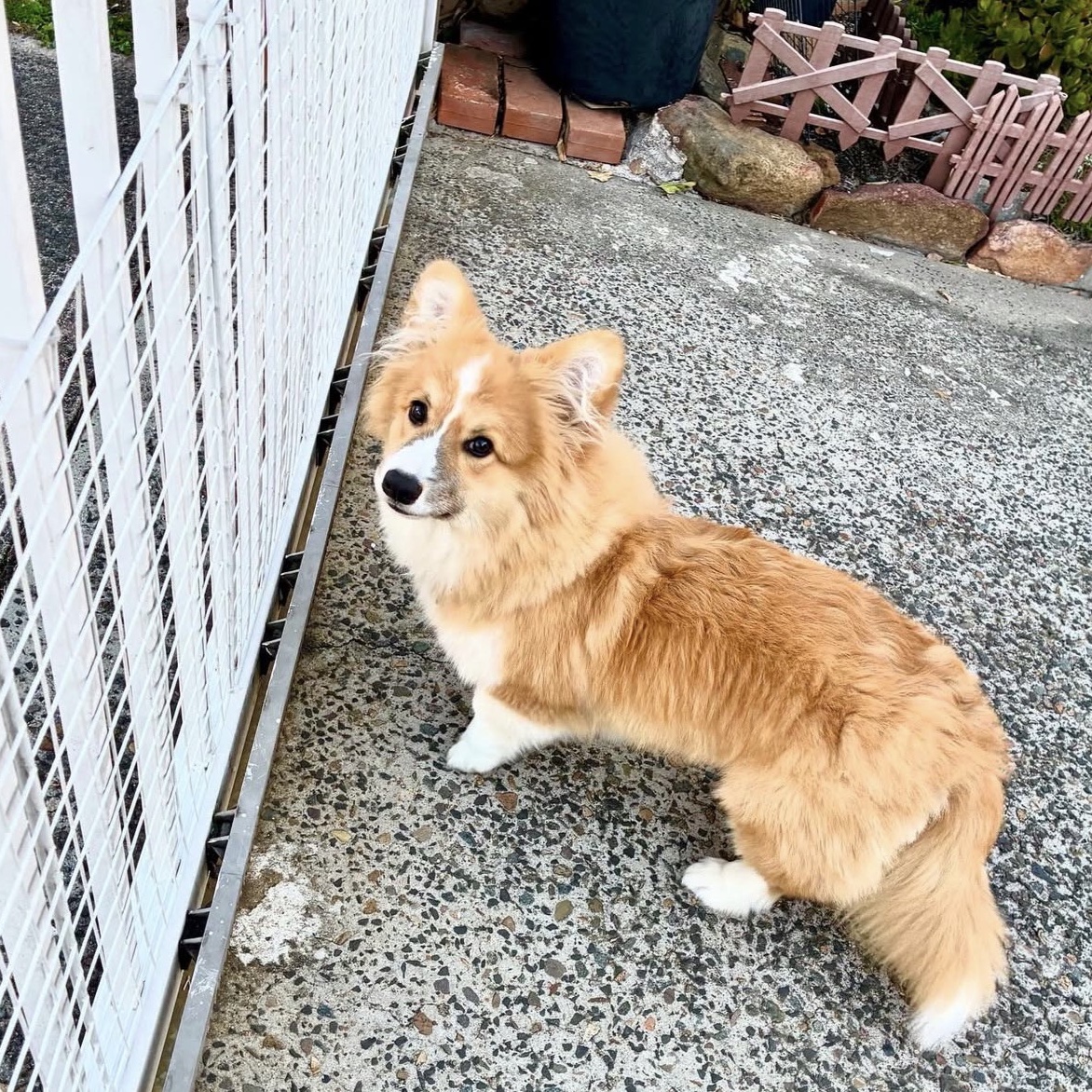 Simba
