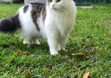 Kristoff