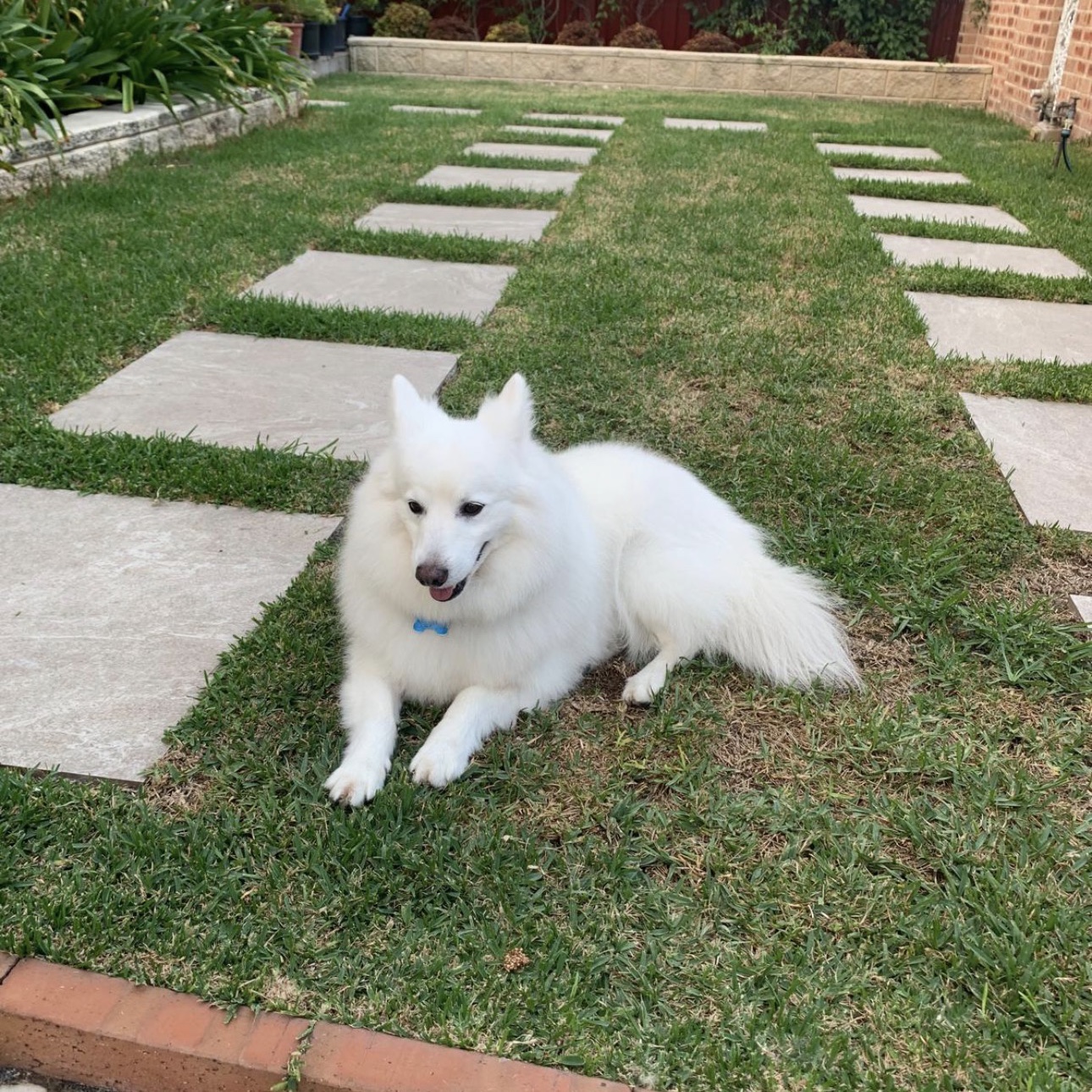 Teddy