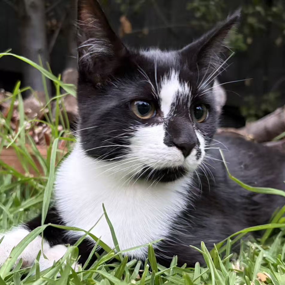 Oreo