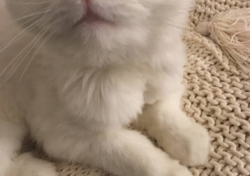 Alfred (no longer with us 😢)