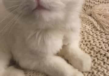 Alfred (no longer with us 😢)