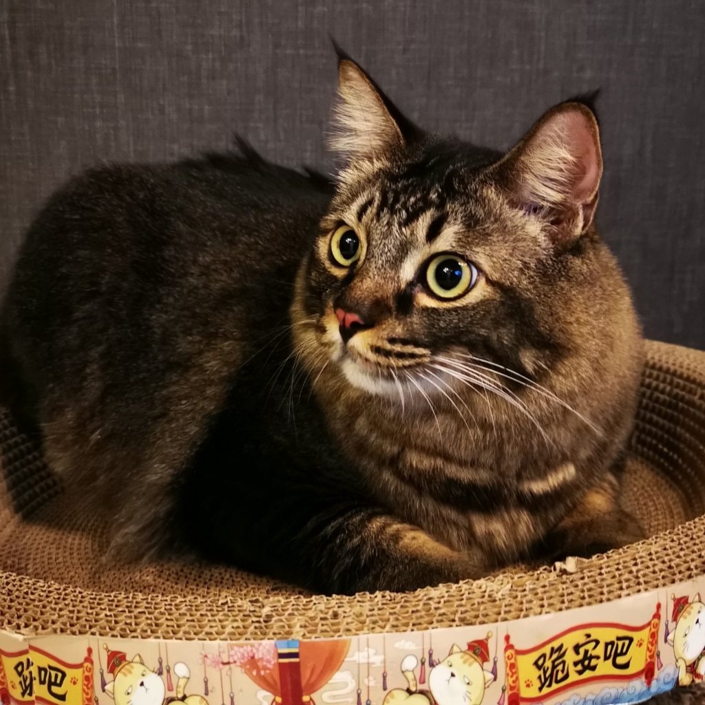 Tum Tum