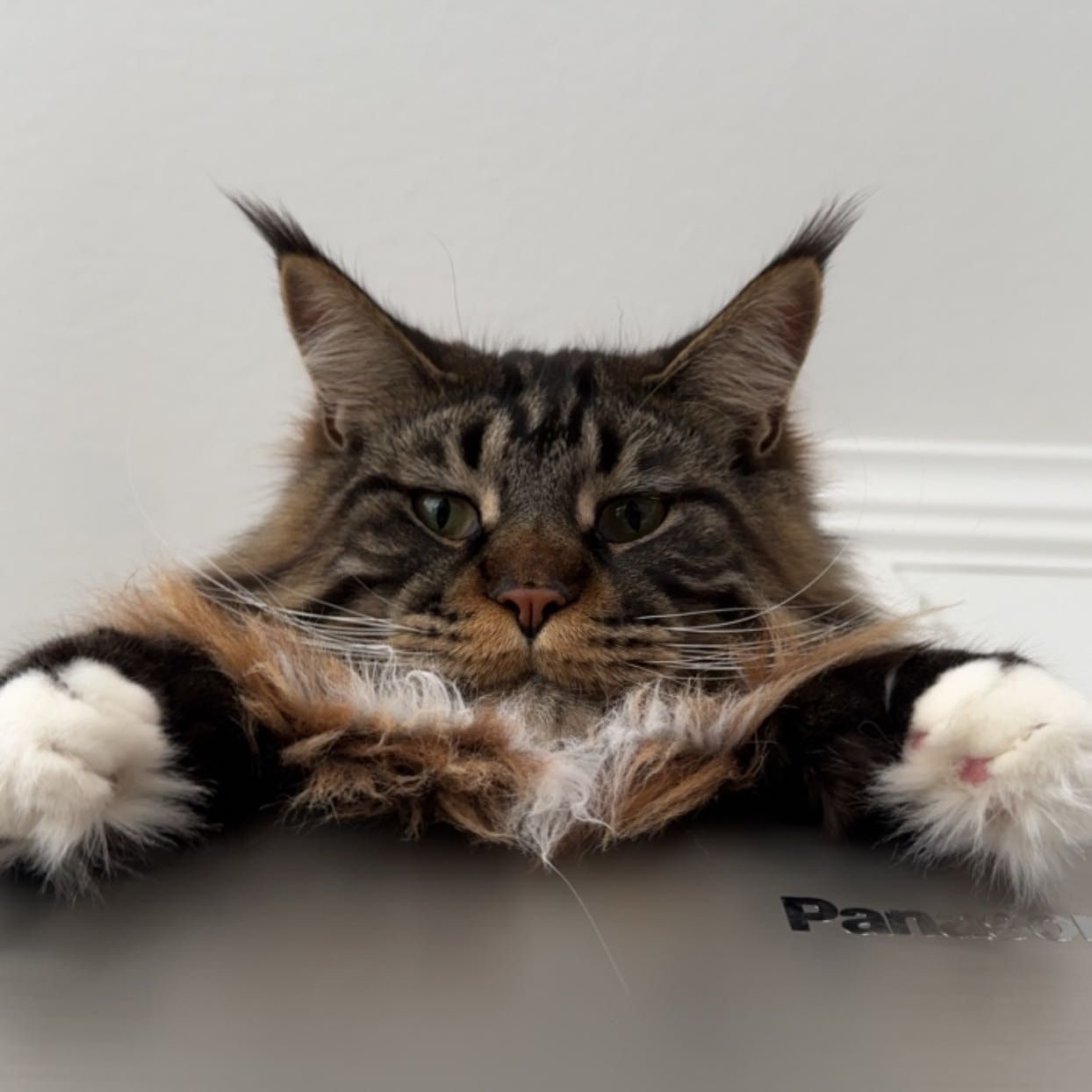 Diego