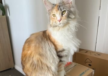 Dahlia