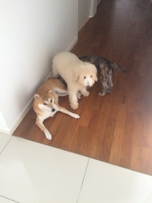 image-4