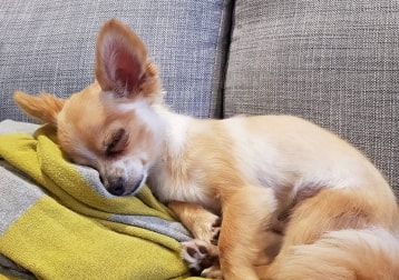 Rocky The Chi