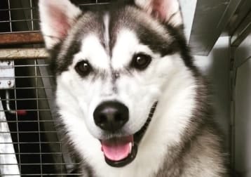 Logan