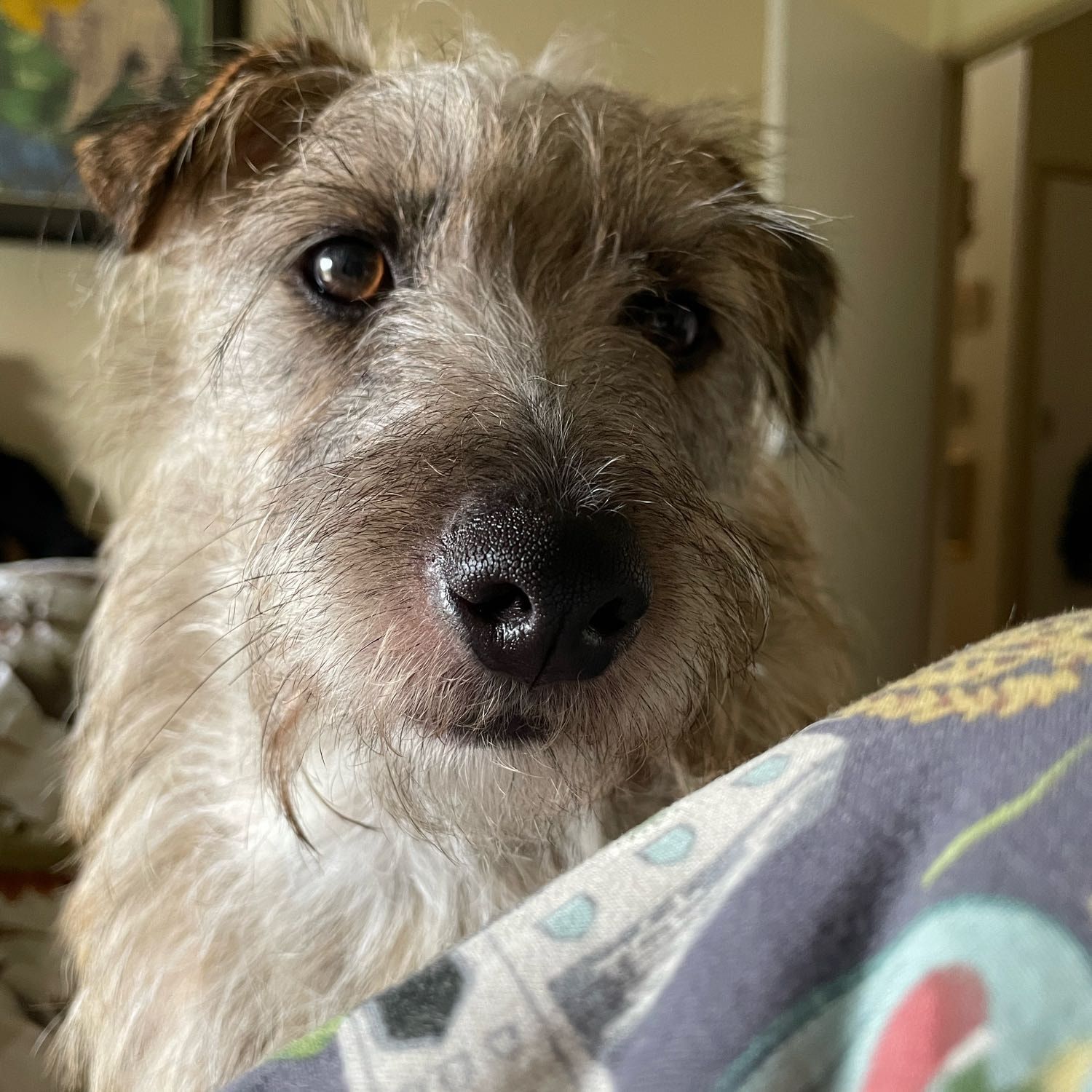 Biscuit