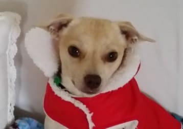Buddy