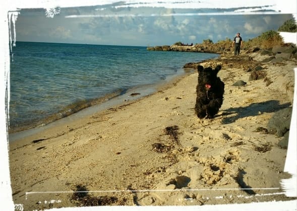image-1