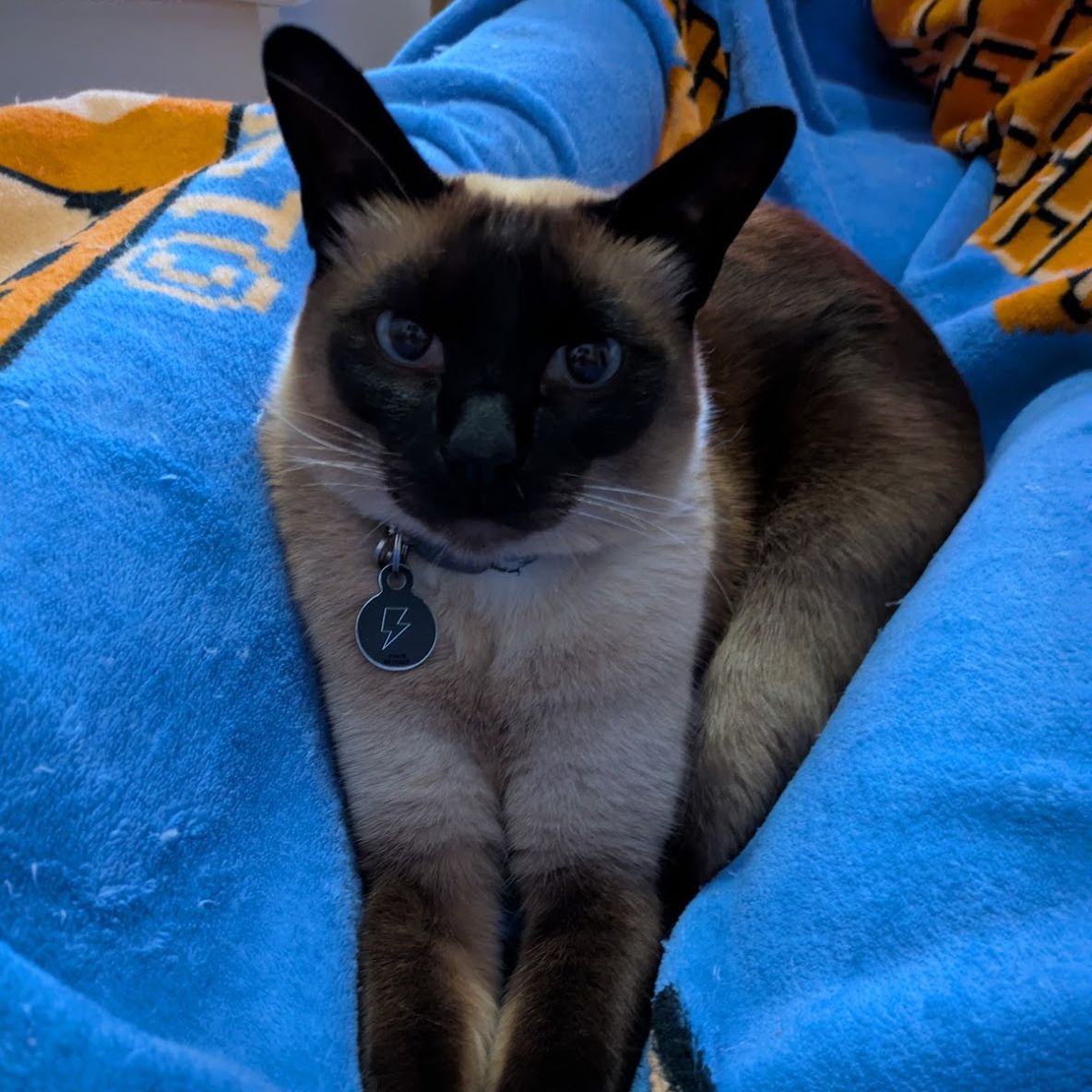 Sir Percival Nappington