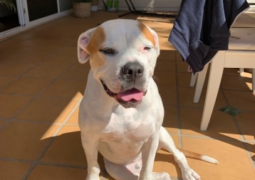 Pepper 