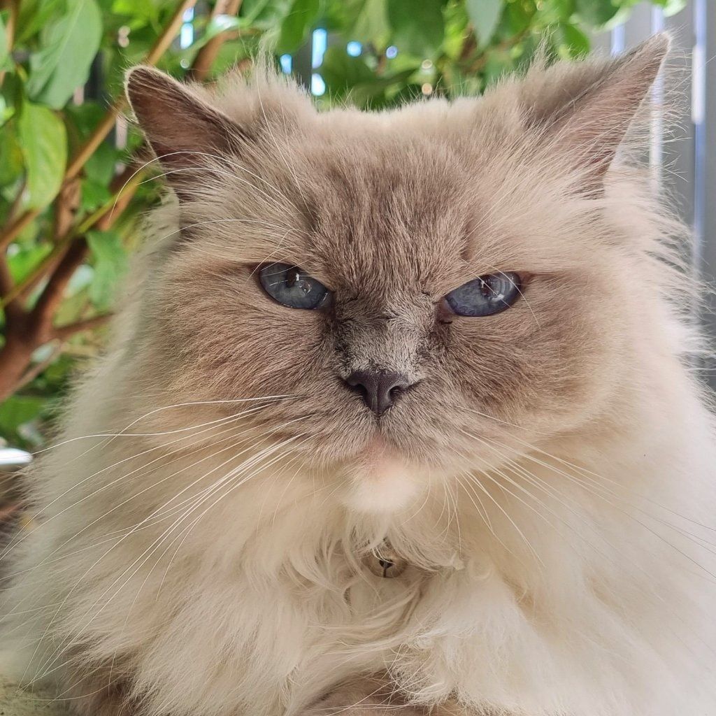 Loulou