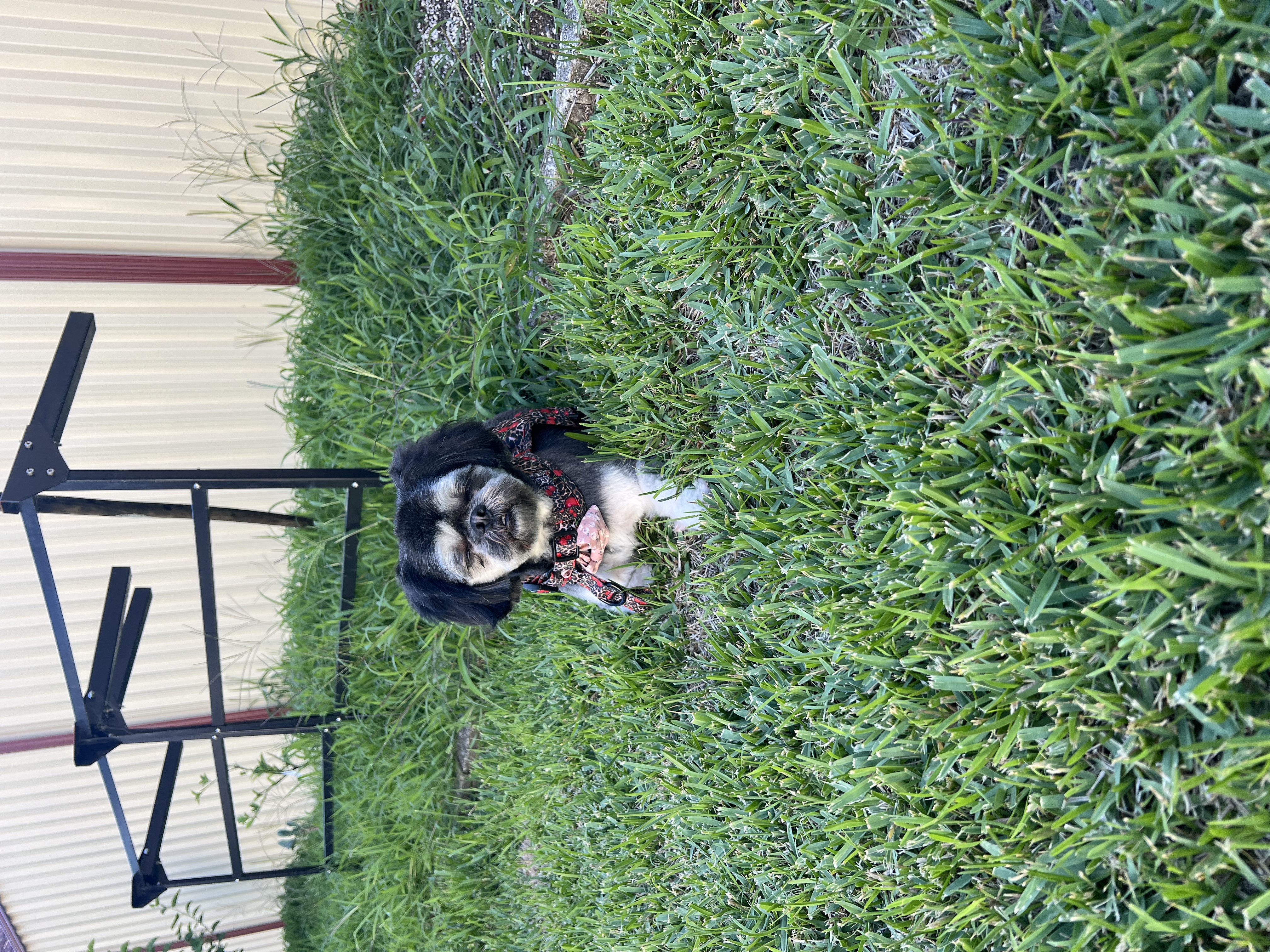 image-7