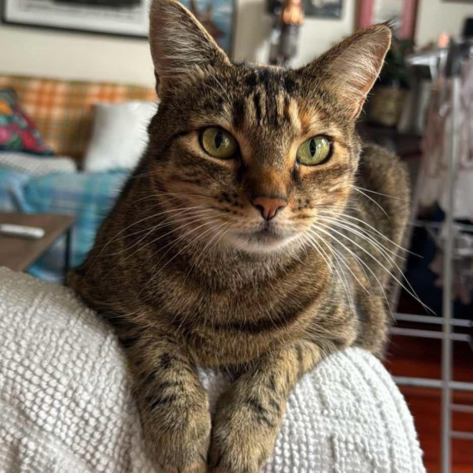 Evie