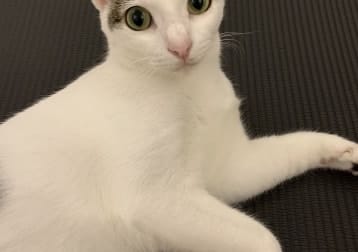 Venus