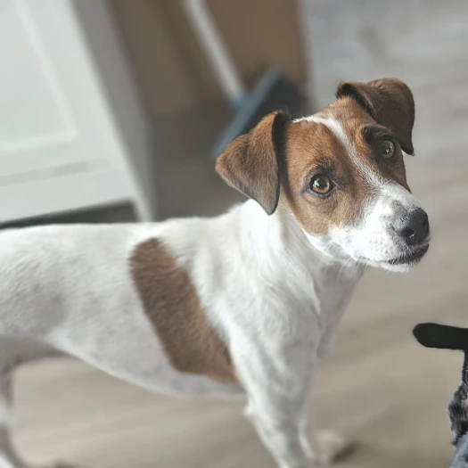 Poppy