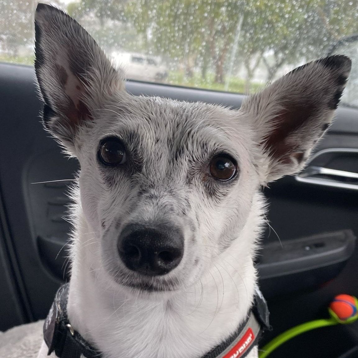 Macchia