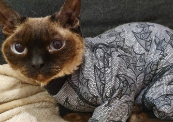 Coco