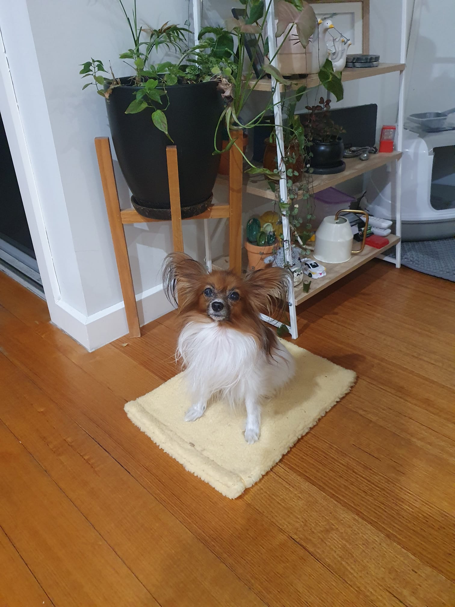 image-11