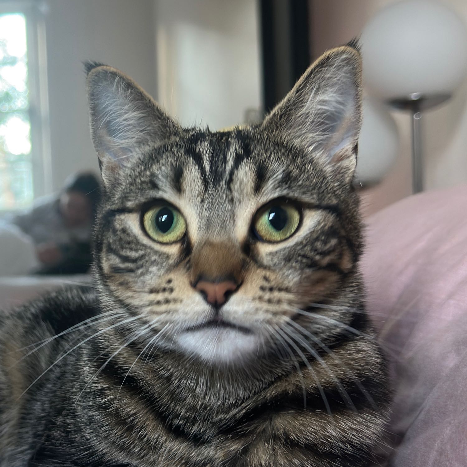 Hazel