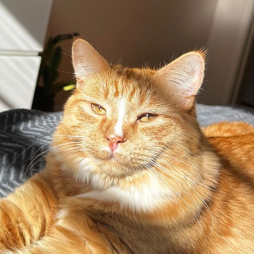 Pumpkin