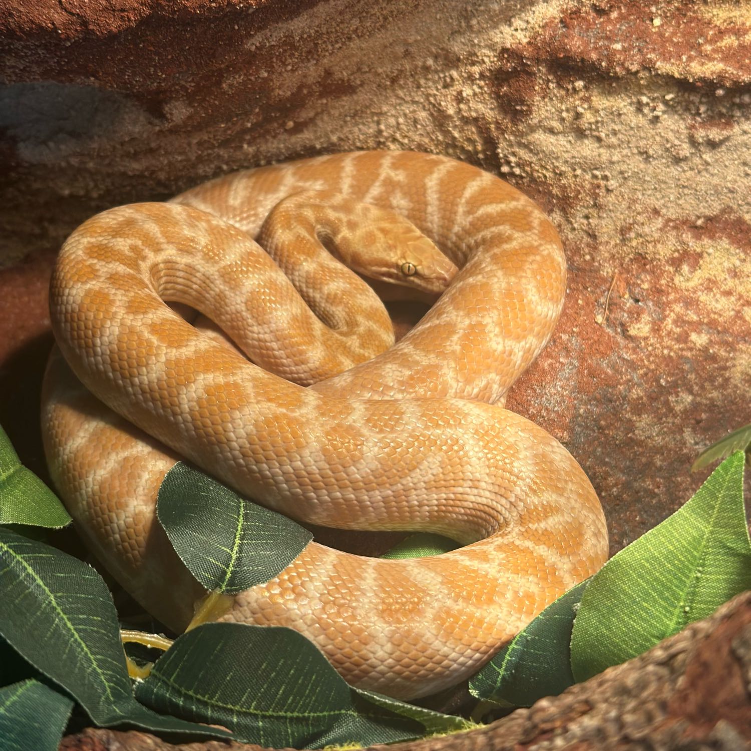Penny