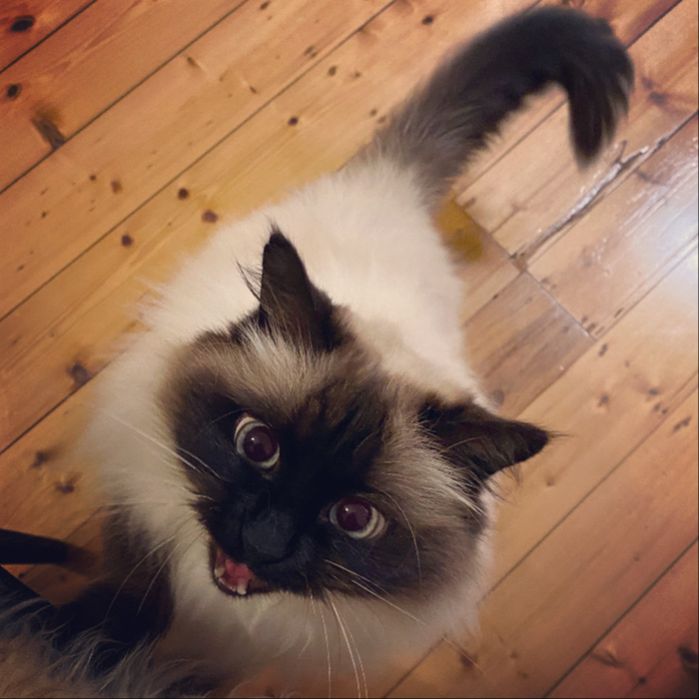 Sookie