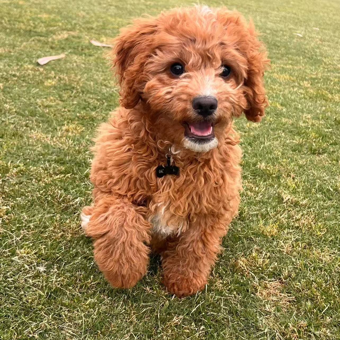 Archie