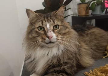 Frankie
