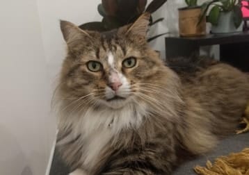Frankie