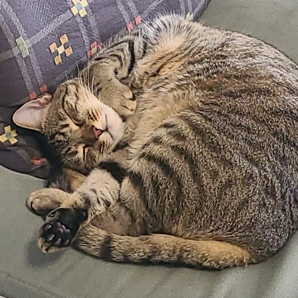 Chewy