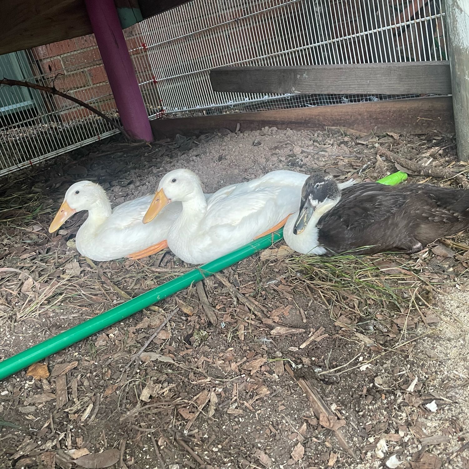 The ducks - Gary, Cherry and Peep