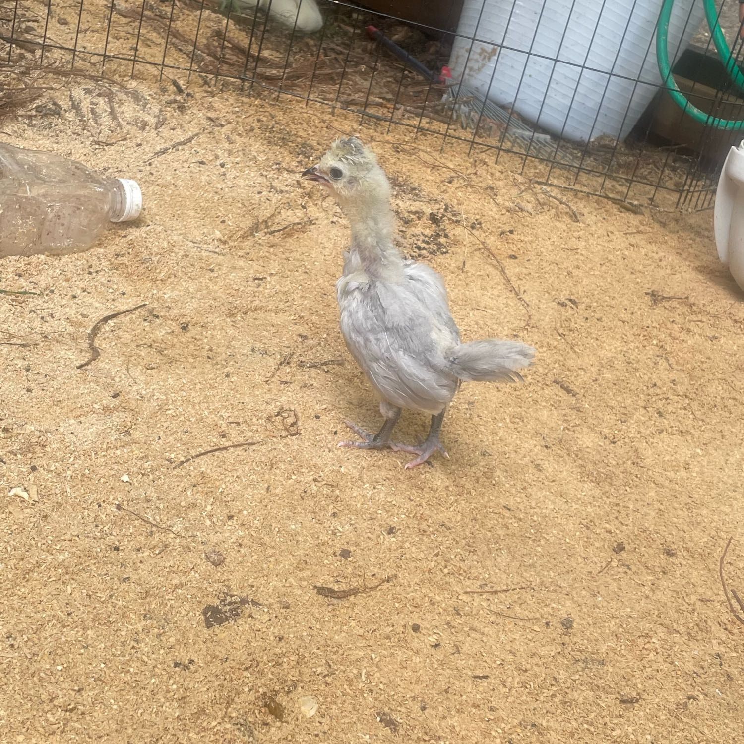 Chicken - Nanna