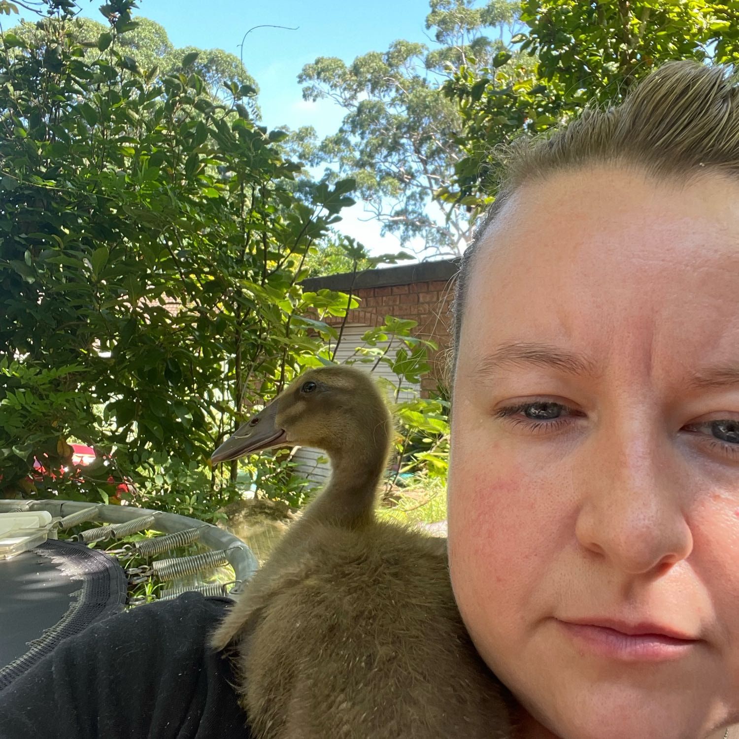 Pumpkin the duck