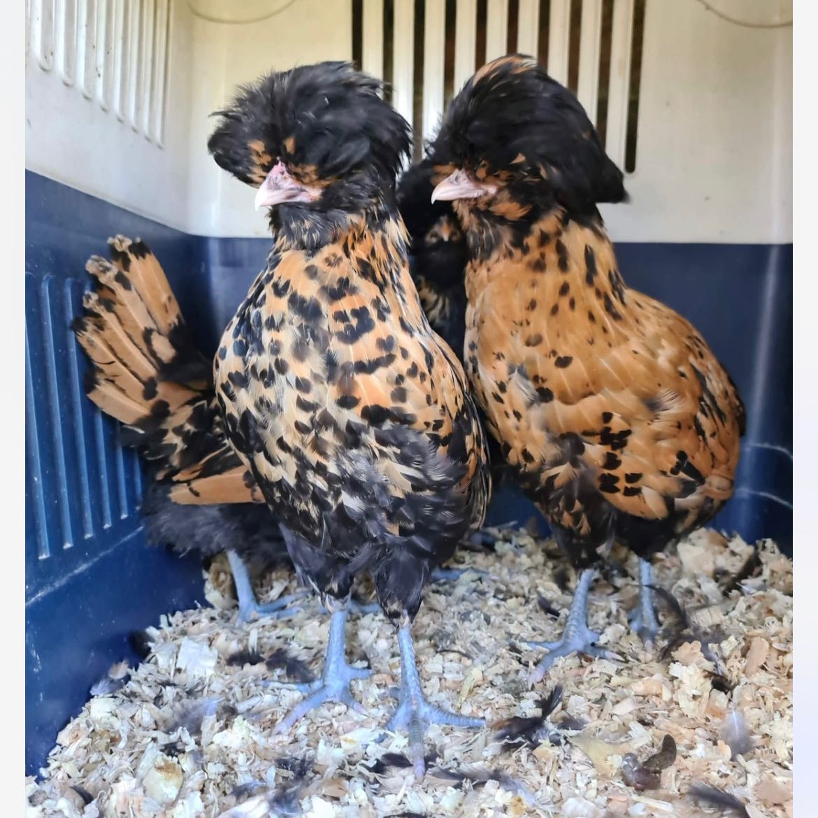 The Chickens - Effy and Arnold 