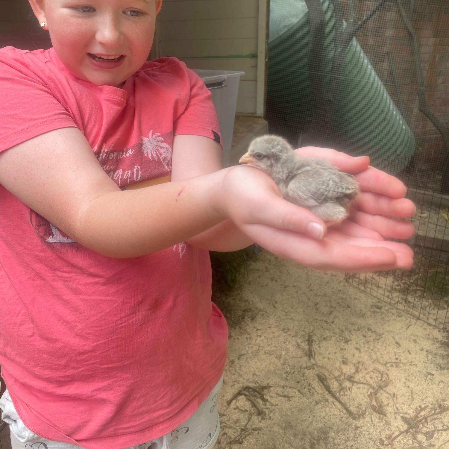 Chicken - Cookies