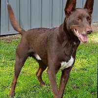 Corby