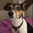 Scout