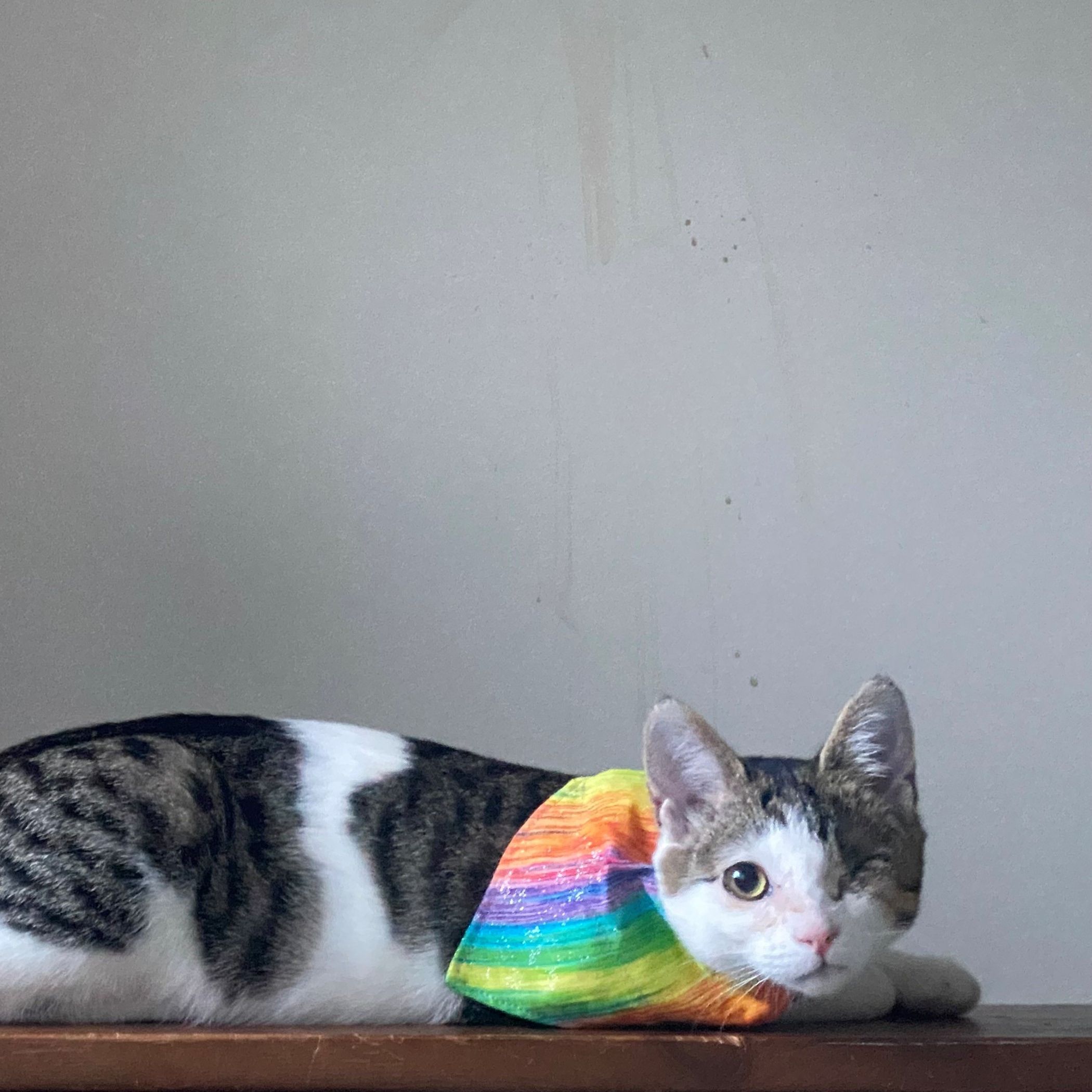 Beansprout (Beanie)