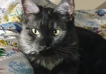 Agatha
