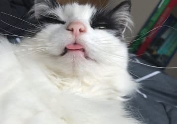 Le chat