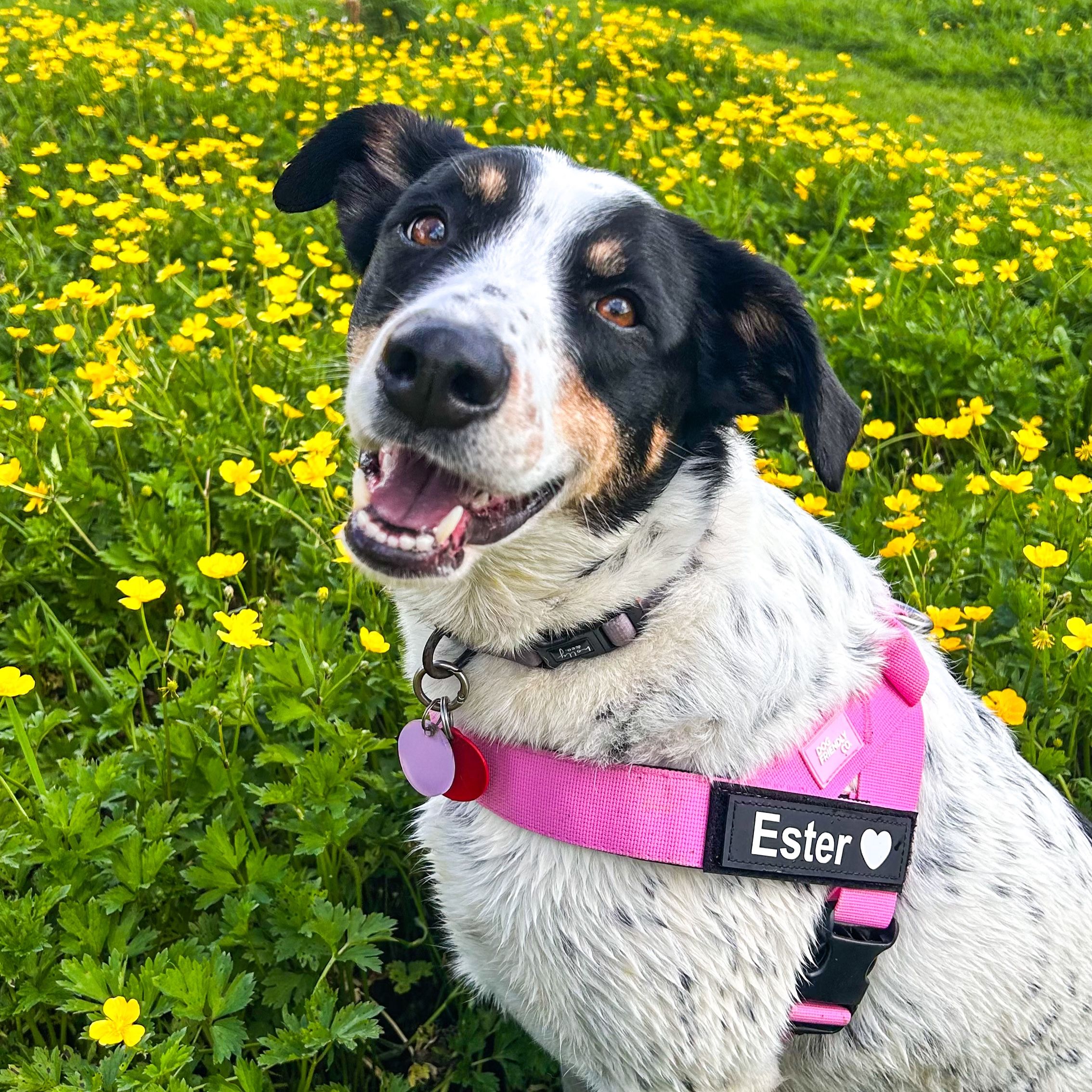 Ester