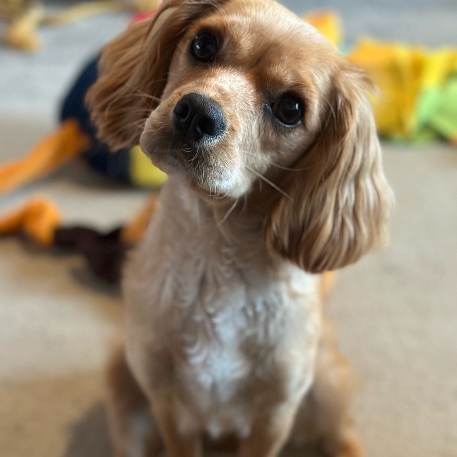 Rosie
