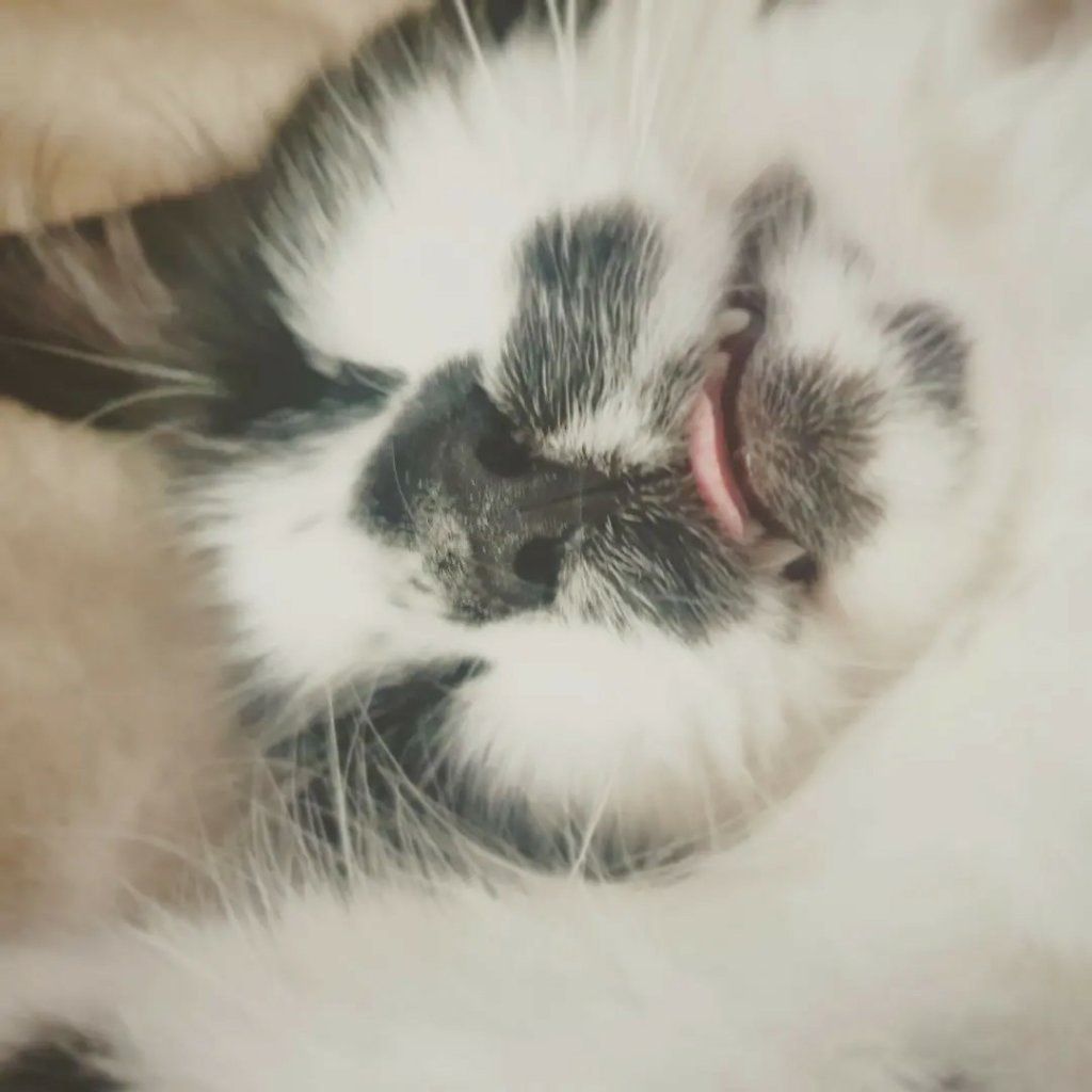 Floki