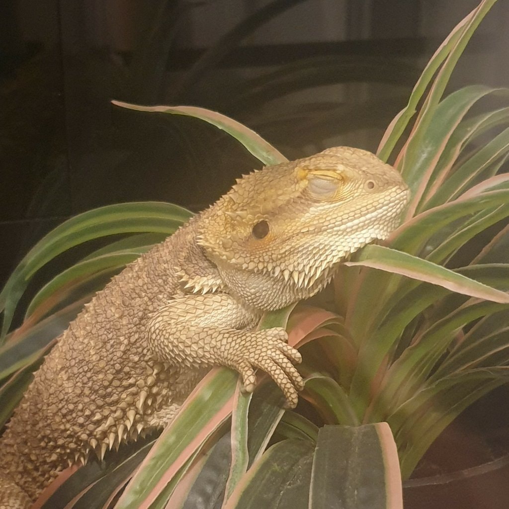 Zubeia