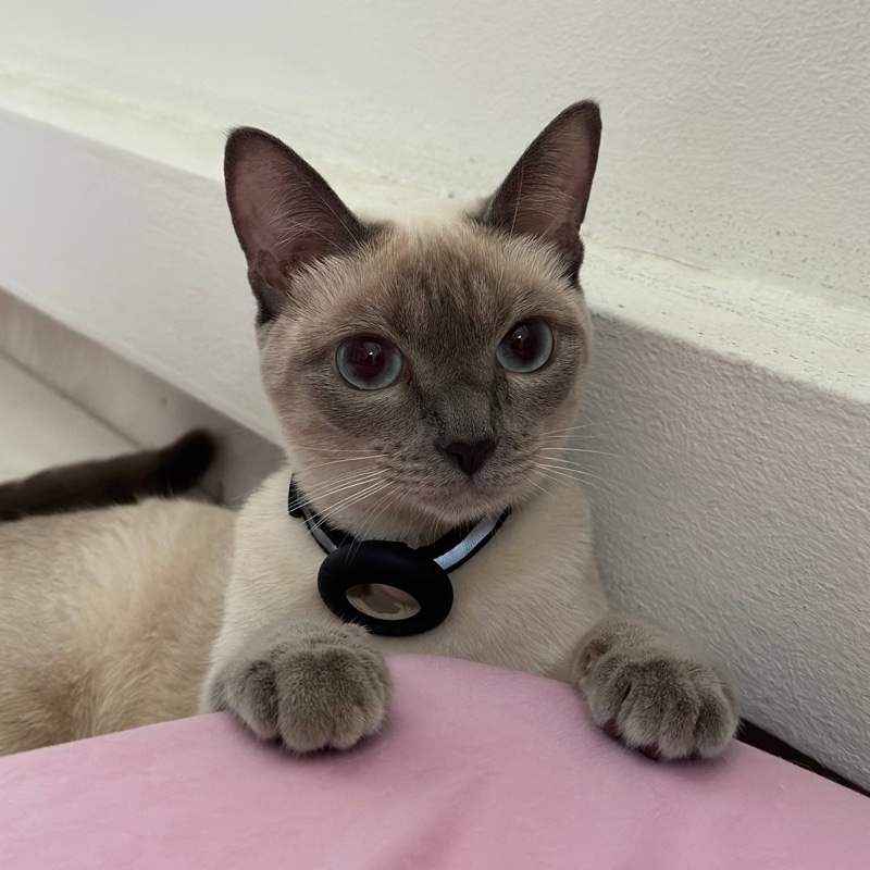 Pearl