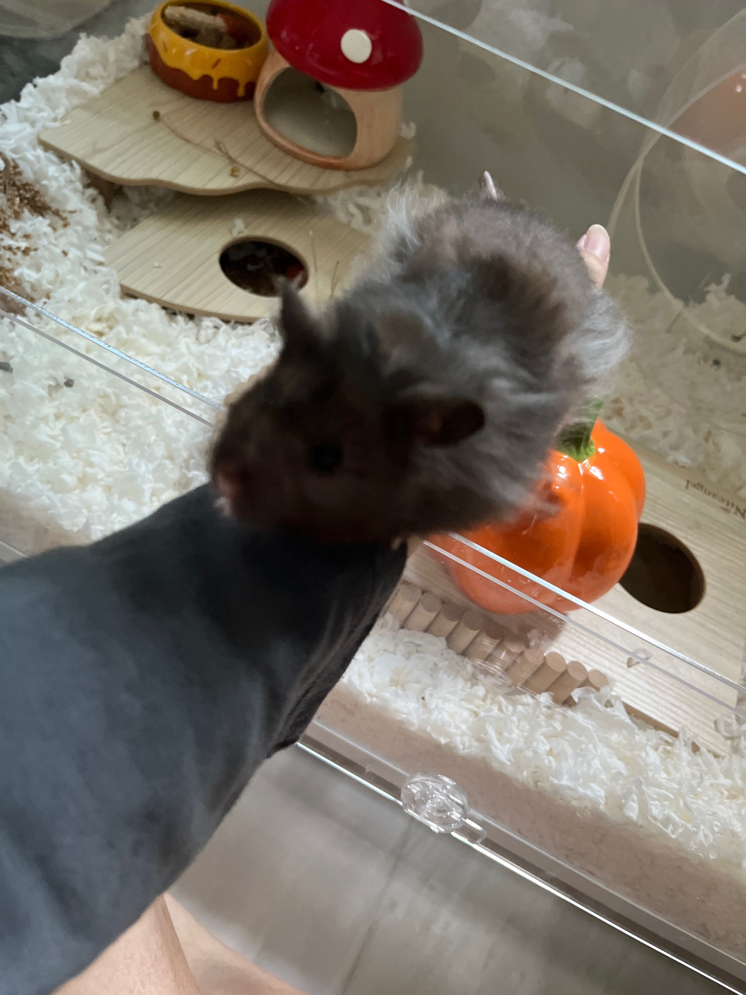 image-8