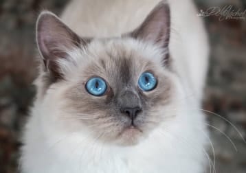 Benny